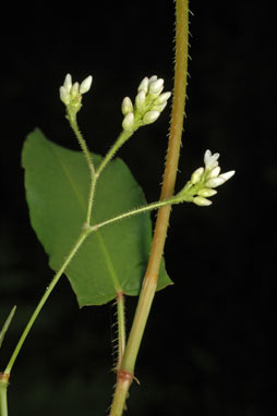 APII jpeg image of Persicaria strigosa  © contact APII