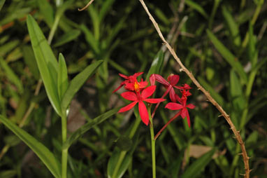 APII jpeg image of Epidendrum radicans  © contact APII