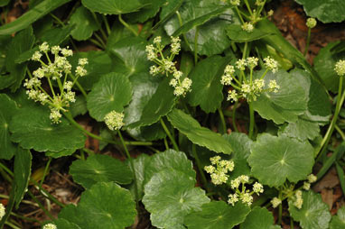 APII jpeg image of Hydrocotyle bonariensis  © contact APII