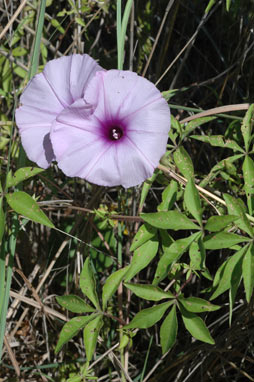 APII jpeg image of Ipomoea cairica  © contact APII