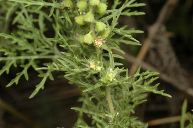 APII jpeg image of Ambrosia tenuifolia  © contact APII