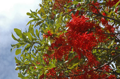 APII jpeg image of Stenocarpus sinuatus  © contact APII