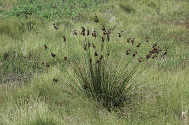 APII jpeg image of Juncus acutus  © contact APII