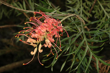 APII jpeg image of Grevillea 'Superb'  © contact APII