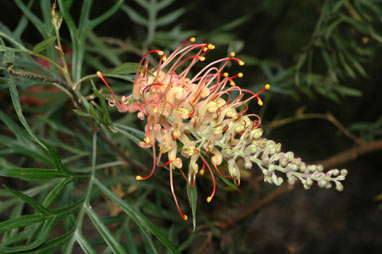 APII jpeg image of Grevillea 'Superb'  © contact APII