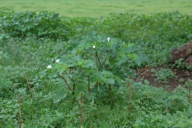 APII jpeg image of Datura ferox  © contact APII