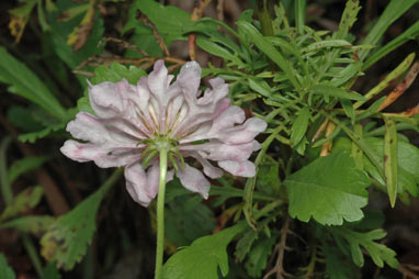 APII jpeg image of Scabiosa atropurpurea  © contact APII