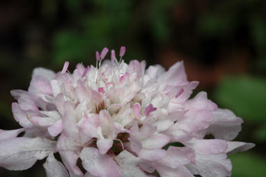 APII jpeg image of Scabiosa atropurpurea  © contact APII