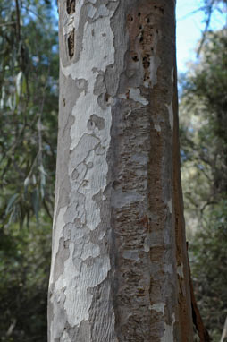 APII jpeg image of Eucalyptus michaeliana  © contact APII