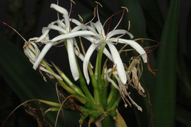 APII jpeg image of Crinum pedunculatum  © contact APII