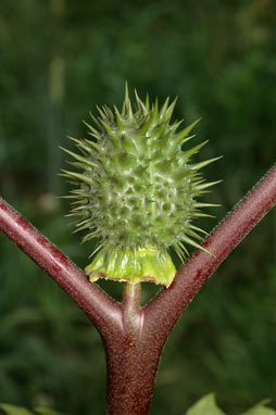 APII jpeg image of Datura stramonium  © contact APII