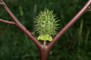 APII jpeg image of Datura stramonium  © contact APII