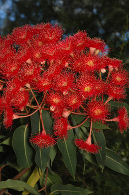 APII jpeg image of Corymbia 'Summer Red'  © contact APII