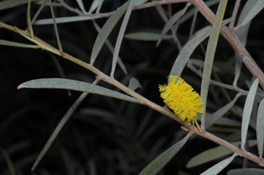 APII jpeg image of Acacia aneura var. major  © contact APII