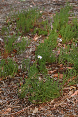 APII jpeg image of Olearia sp. Rhizomatica (I.R.Telford 11549)  © contact APII