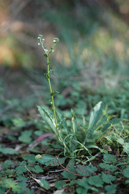 APII jpeg image of Cynoglossum suaveolens  © contact APII