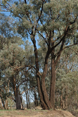 APII jpeg image of Eucalyptus sideroxylon  © contact APII