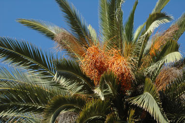 APII jpeg image of Phoenix canariensis  © contact APII