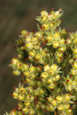 APII jpeg image of Sorghum bicolor  © contact APII