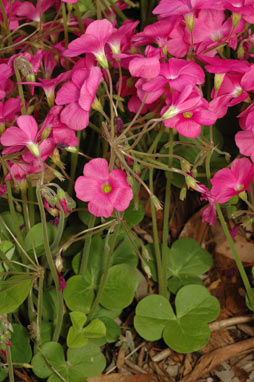 APII jpeg image of Oxalis bowiei  © contact APII