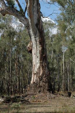 APII jpeg image of Eucalyptus camaldulensis  © contact APII