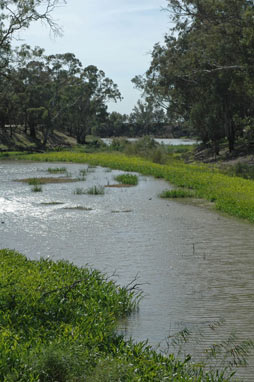 APII jpeg image of Sagittaria platyphylla  © contact APII