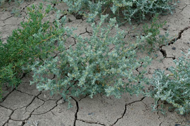 APII jpeg image of Atriplex pseudocampanulata  © contact APII