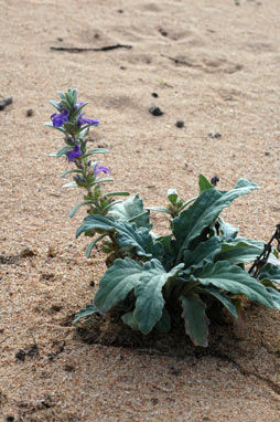 APII jpeg image of Ajuga australis  © contact APII