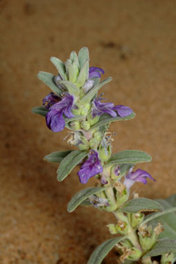 APII jpeg image of Ajuga australis  © contact APII