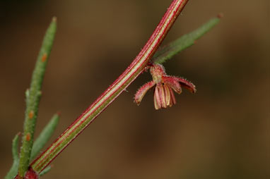 APII jpeg image of Haloragis heterophylla  © contact APII