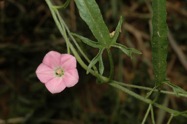 APII jpeg image of Convolvulus graminetinus  © contact APII