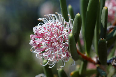 APII jpeg image of Hakea clavata  © contact APII