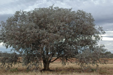 APII jpeg image of Eucalyptus campaspe  © contact APII