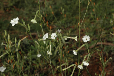 APII jpeg image of Nicotiana goodspeedii  © contact APII