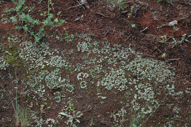 APII jpeg image of Riccia lamellosa  © contact APII