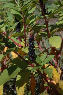 APII jpeg image of Phytolacca octandra  © contact APII