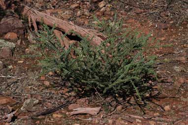 APII jpeg image of Acacia cremiflora  © contact APII