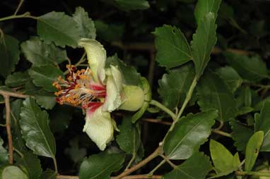 APII jpeg image of Hibiscus insularis  © contact APII