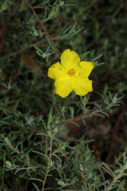 APII jpeg image of Hibbertia sericea  © contact APII