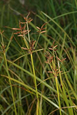 APII jpeg image of Cyperus rotundus  © contact APII