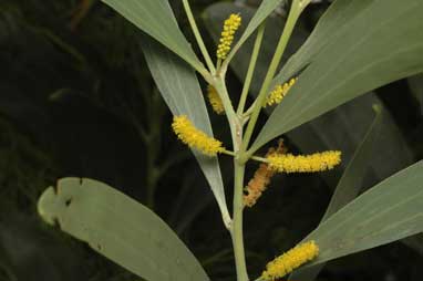 APII jpeg image of Acacia colei  © contact APII