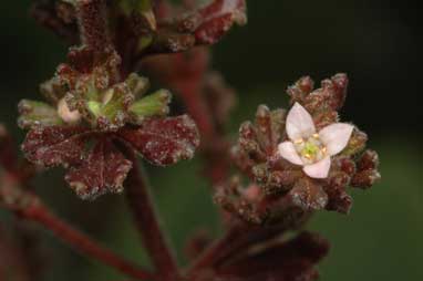 APII jpeg image of Zieria obcordata  © contact APII