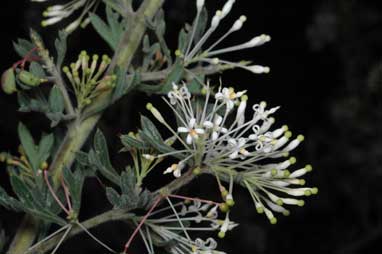 APII jpeg image of Grevillea vestita subsp. isopogoides  © contact APII