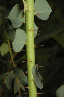 APII jpeg image of Acacia strongylophylla  © contact APII