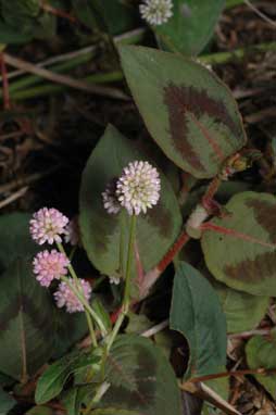 APII jpeg image of Persicaria capitata  © contact APII