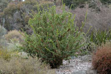 APII jpeg image of Grevillea iaspicula  © contact APII