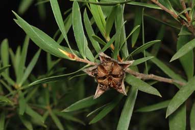 APII jpeg image of Leptospermum spectabile  © contact APII