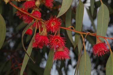 APII jpeg image of Eucalyptus leucoxylon  © contact APII