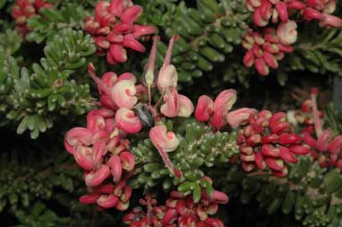 APII jpeg image of Grevillea lanigera 'Mt Tamboritha'  © contact APII