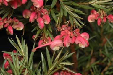 APII jpeg image of Grevillea rosmarinifolia 'Pink Pixie'  © contact APII